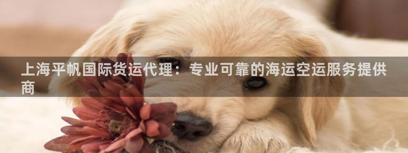尊龙官网手：上海平帆国际货运代理：专业可靠的海运空运服务