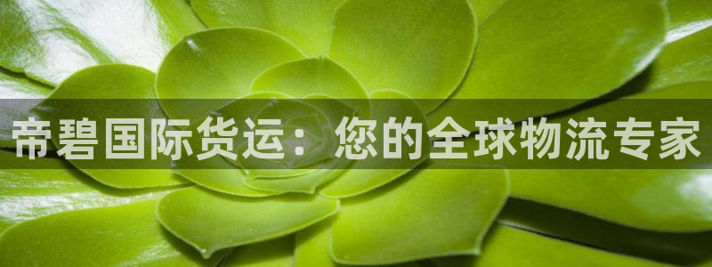 尊龙凯时提不了款：帝碧国际货运：您的全球物流专家