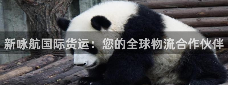 尊龙 下载：新咏航国际货运：您的全球物流合作伙伴