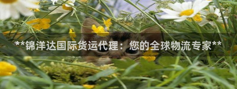 尊龙—人生就是博：**锦洋达国际货运代理：您的全球物流专