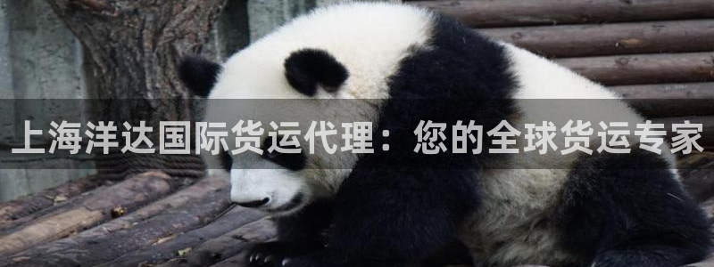 尊龙游戏中心：上海洋达国际货运代理：您的全球货运专家
