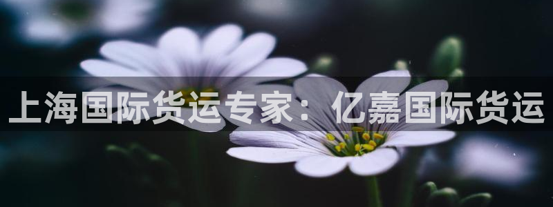 尊龙凯时福米推荐人：上海国际货运专家：亿嘉国际货运