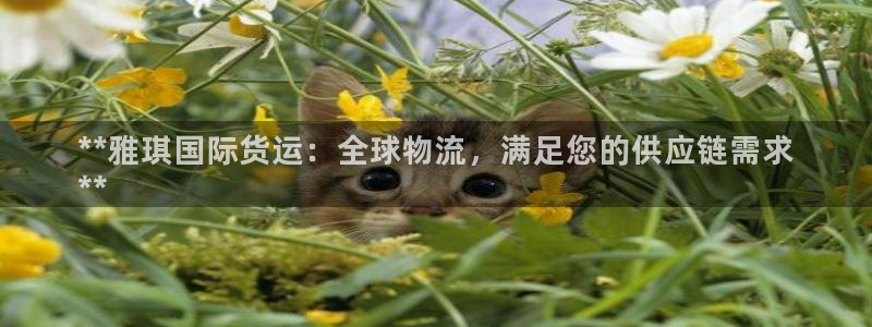 尊龙 6：**雅琪国际货运：全球物流，满足您的供应链需求
