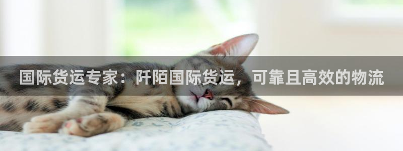 尊龙app最新版本官网：国际货运专家：阡陌国际货运，可靠