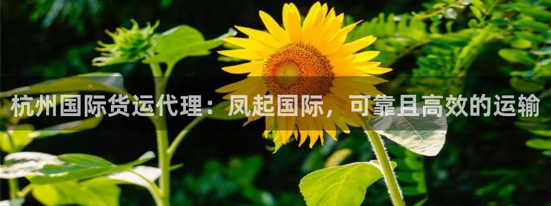 尊龙z6官网：杭州国际货运代理：凤起国际，可靠且高效的运