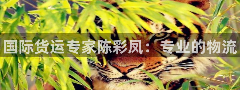 尊龙凯时平台正规吗：国际货运专家陈彩凤：专业的物流